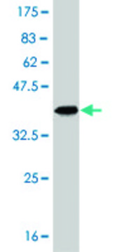 Monoclonal Anti-PPARBP antibody produced in