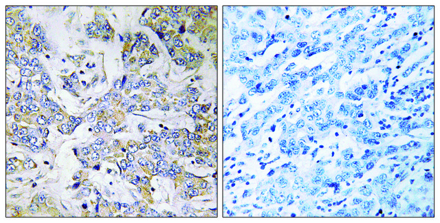 Anti-RPL37 antibody produced in rabbit
