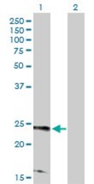 Anti-RRAS2 antibody produced in rabbit