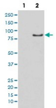 Monoclonal Anti-LIPE (phospho S853) antibody