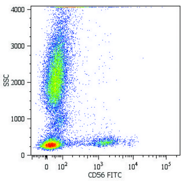 Monoclonal Anti-CD56-FITC antibody produced in