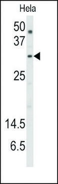 Anti-SNURF (center) antibody produced in