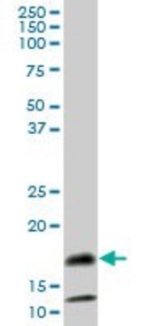 Anti-SAA4 antibody produced in mouse
