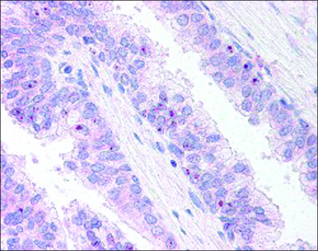 Anti-ERG antibody produced in goat