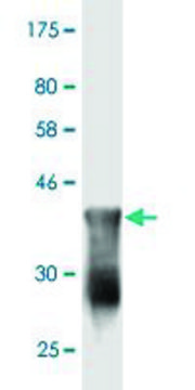 Monoclonal Anti-FLJ23834, (C-terminal) antibody produced