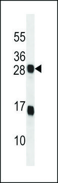 ANTI-KDELR2(C-TERMINAL) antibody produced in rabbit