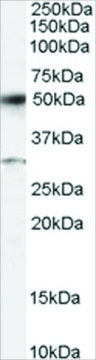 Anti-ATF2 antibody produced in goat