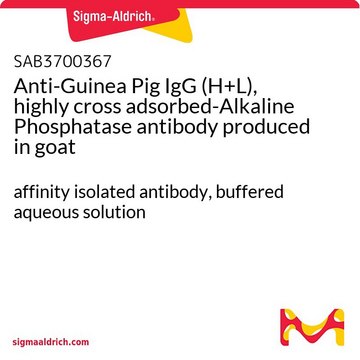 Anti-Guinea Pig IgG (H+L), highly