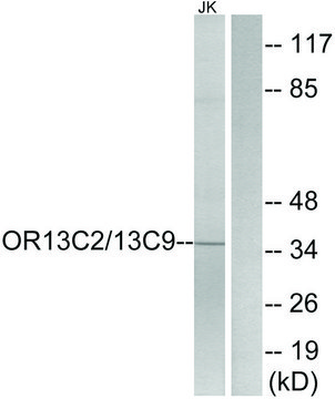 Anti-OR13C2 antibody produced in rabbit