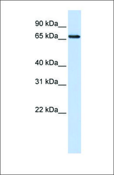 Anti-WDSOF1 antibody produced in rabbit