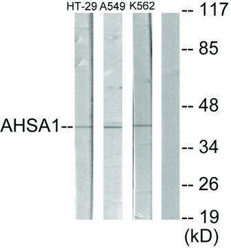 Anti-AHSA1 antibody produced in rabbit