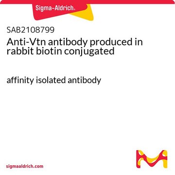 Anti-Vtn antibody produced in rabbit