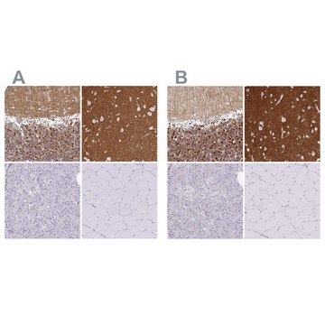 Anti-SIRPA antibody produced in rabbit