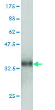 Monoclonal Anti-CCL14 antibody produced in