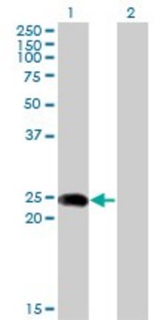 Monoclonal Anti-BIN3 antibody produced in