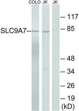 Anti-SLC9A7 antibody produced in rabbit