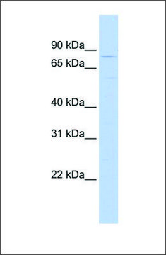 Anti-TRIM56 antibody produced in rabbit