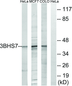 Anti-HSD3B7 antibody produced in rabbit
