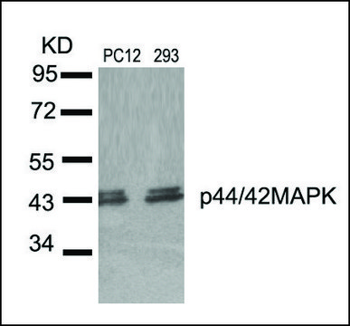 Anti-MAPK3 (Ab-204) antibody produced in
