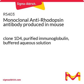 Monoclonal Anti-Rhodopsin antibody produced in