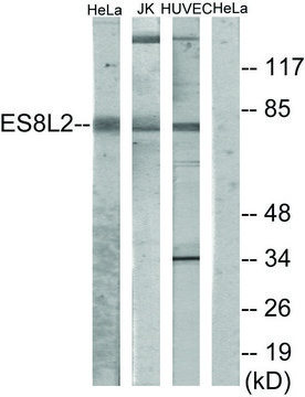 Anti-ES8L2, N-Terminal antibody produced in