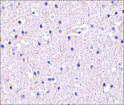 Anti-Nicastrin (ab1) antibody produced in