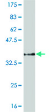 ANTI-PPARBP antibody produced in mouse