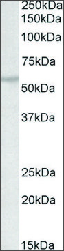 Anti-TRIM69 (C-terminal) antibody produced in