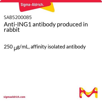 Anti-ING1 antibody produced in rabbit