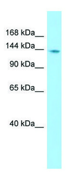 Anti-PTPN21 (C-terminal) antibody produced in