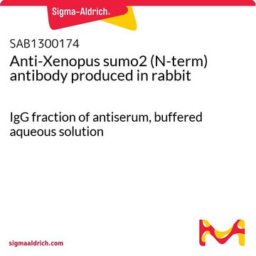 Anti-Xenopus sumo2 (N-term) antibody produced