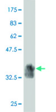 Monoclonal Anti-Siglec-10 antibody produced in