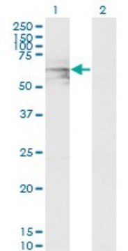 Monoclonal Anti-GATAD2A antibody produced in