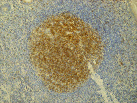 Monoclonal Anti-PAG / Cbp antibody