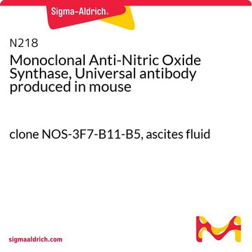 Monoclonal Anti-Nitric Oxide Synthase, Universal