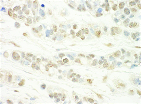 Rabbit anti-WDR5 Antibody, Affinity Purified