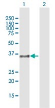 Anti-DPPA4 antibody produced in rabbit