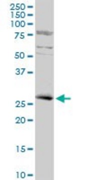 Anti-KLF16 antibody produced in rabbit