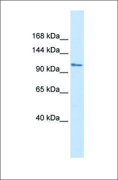 Anti-ZFPM1 antibody produced in rabbit