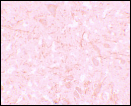 Anti-NALP12 antibody produced in rabbit