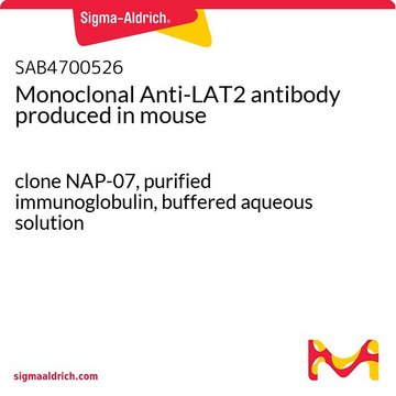 Monoclonal Anti-LAT2 antibody produced in