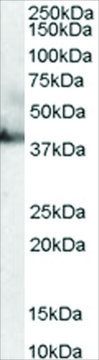 Anti-RAE1 antibody produced in goat