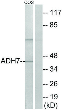 Anti-ADH7 antibody produced in rabbit