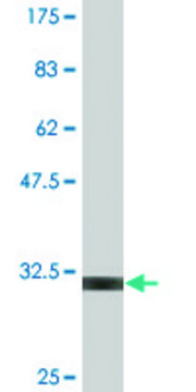 Monoclonal Anti-UCP1 antibody produced in