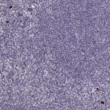 Anti-S100Z antibody produced in rabbit