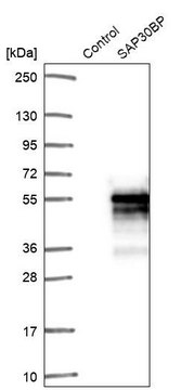 Anti-SAP30BP antibody produced in rabbit