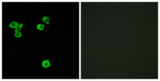 Anti-RPS6KC1 antibody produced in rabbit