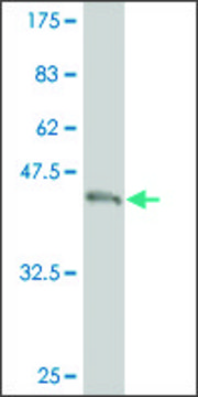 ANTI-TEK antibody produced in mouse