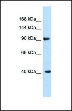 Anti-KCNH6 antibody produced in rabbit