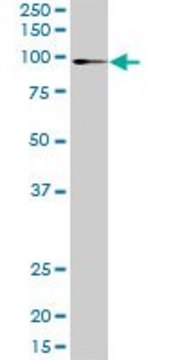 Anti-ATP2C1 antibody produced in rabbit